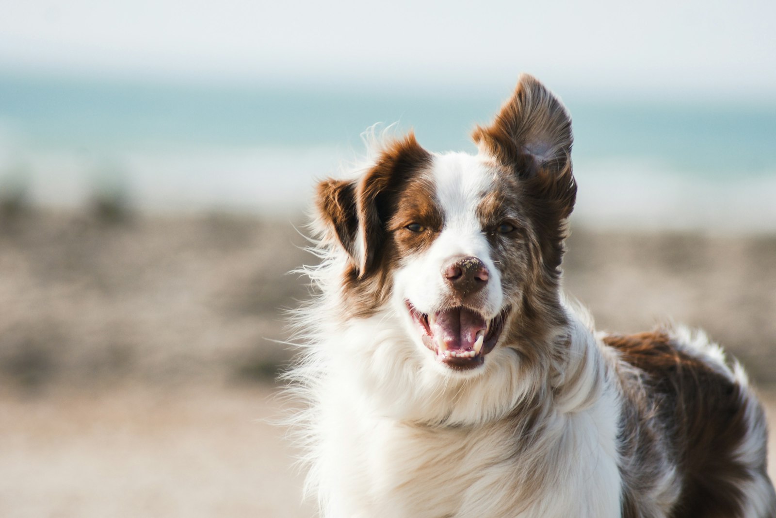 AI pet product video — dog for Amazon listing