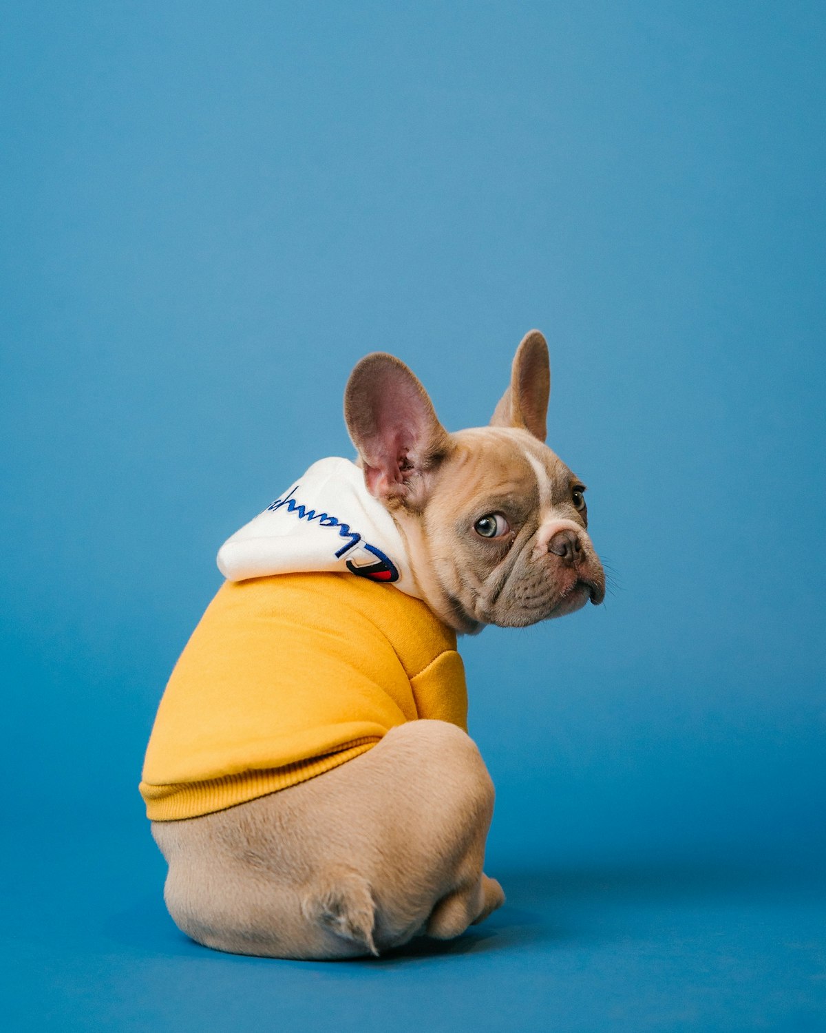 Dog bowl packshot for Amazon pet product video