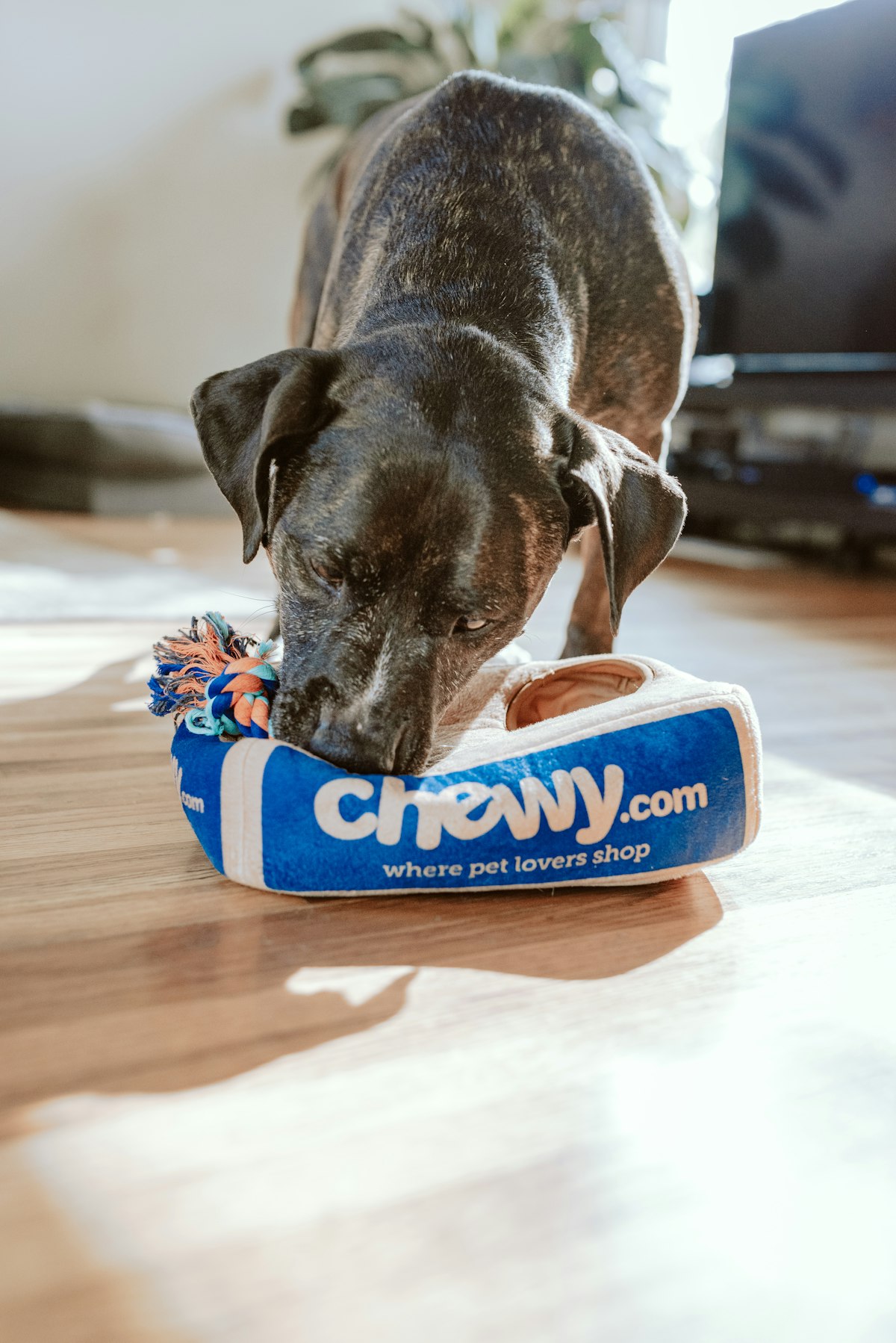 Pet toy for Amazon listing video